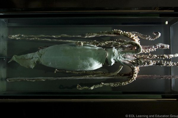 Кракен сайт kraken014 com
