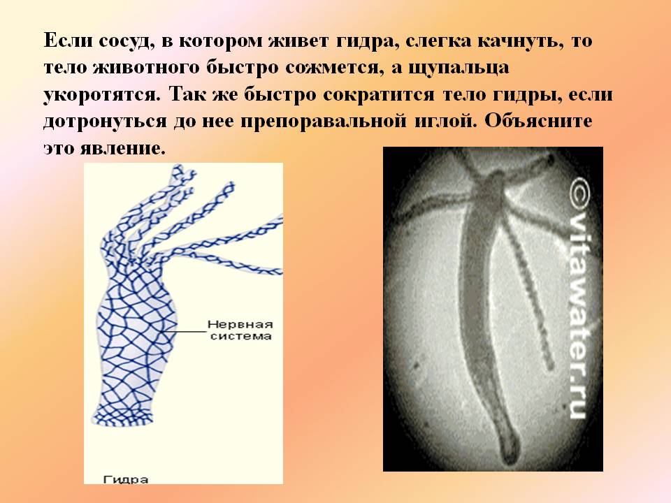 Ссылка на кракен в тор на сегодня